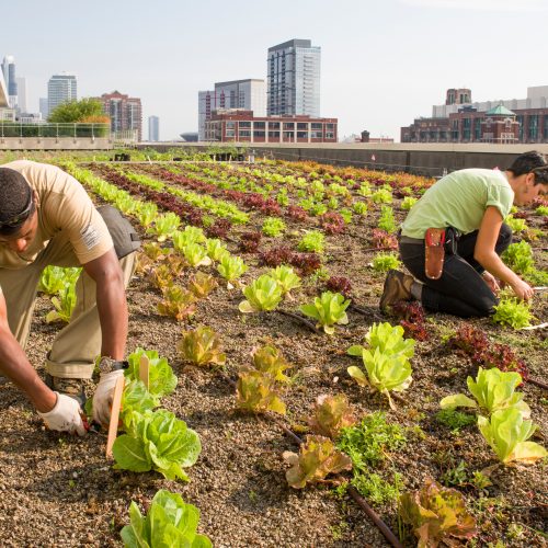 Research and Development in Rooftop Kitchen Gardening: