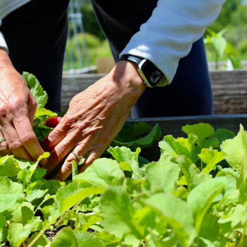 Seasonal Guide for Rooftop Kitchen Gardening in Pakistan